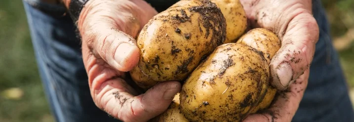 Hände halten frische Kartoffeln